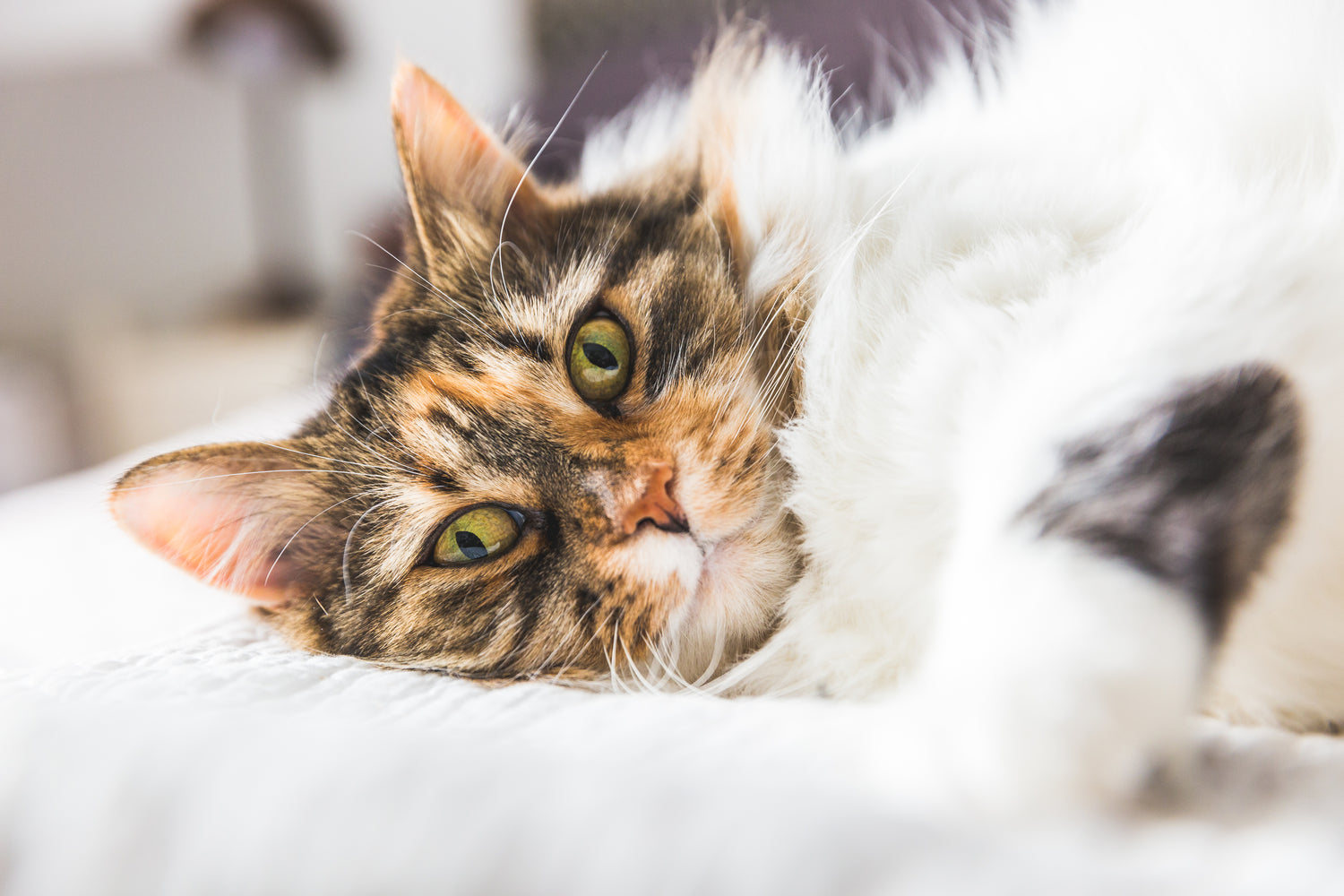 Senior calico cat resting comfortably on a soft bed indoors