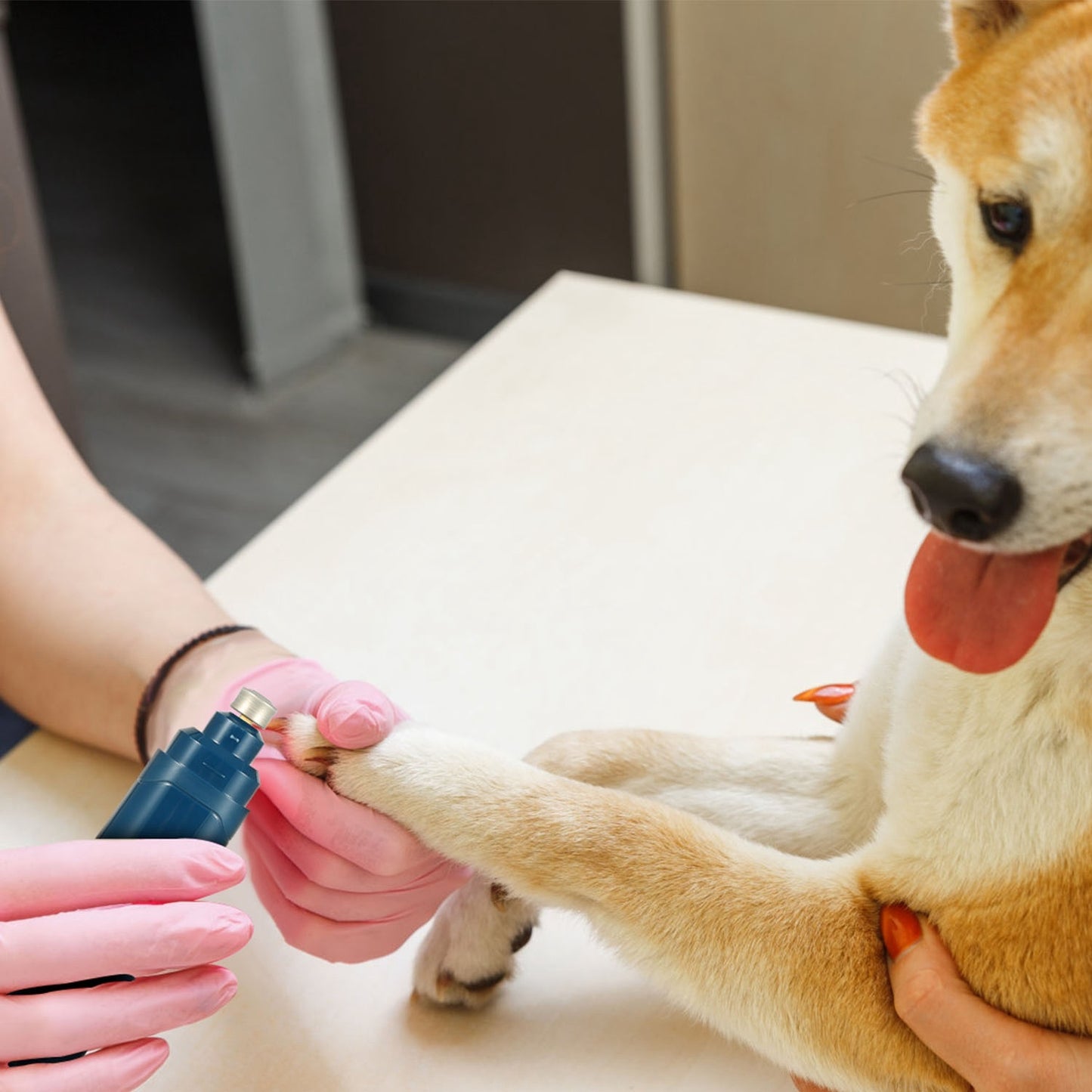 gently grinding a dog’s nails with low-vibration nail grinder
